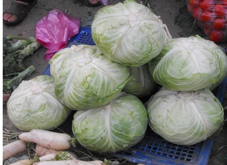 Với giá 5.000 đồng/cân, bắp cải ta đang được rất nhiều người đi chợ lựa chọn vì vị ngọt đặc trưng của rau nội vào chính vụ.